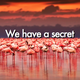 Illustration for article titled Youll never guess where flamingos hide their erectile tissue